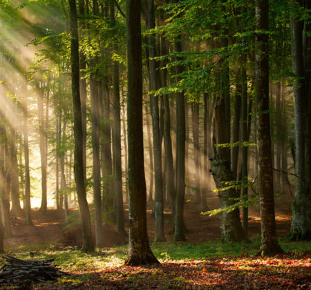 Waldbesitzer